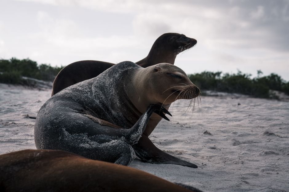 Photo voyage horizons galapagos 82
