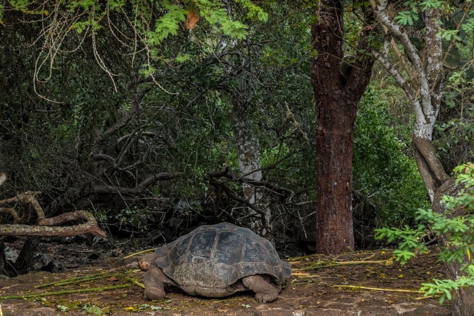 Galapagos archipel Darwin Ecuador