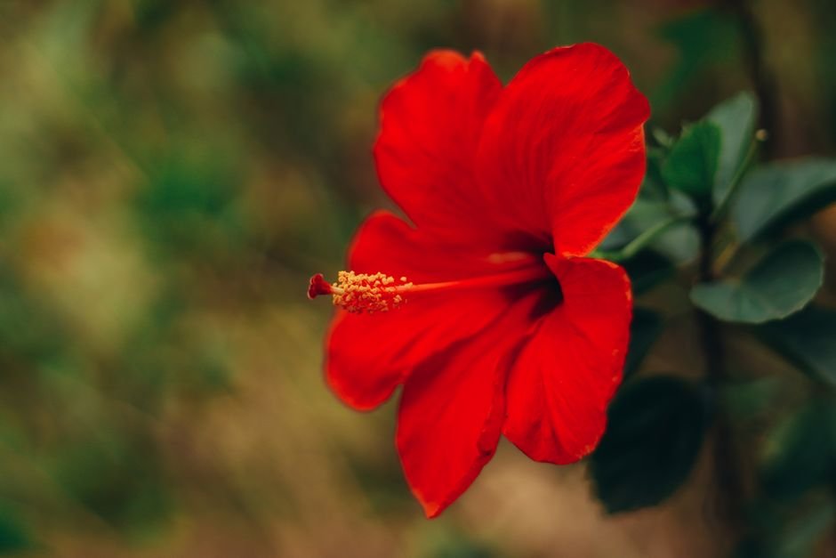 La Martinique : Guide complet de l&rsquo;île aux fleurs des Antilles françaises