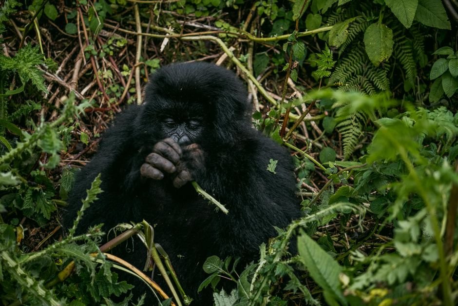 Rwanda et les gorilles des montagnes : Écotourisme en Afrique centrale